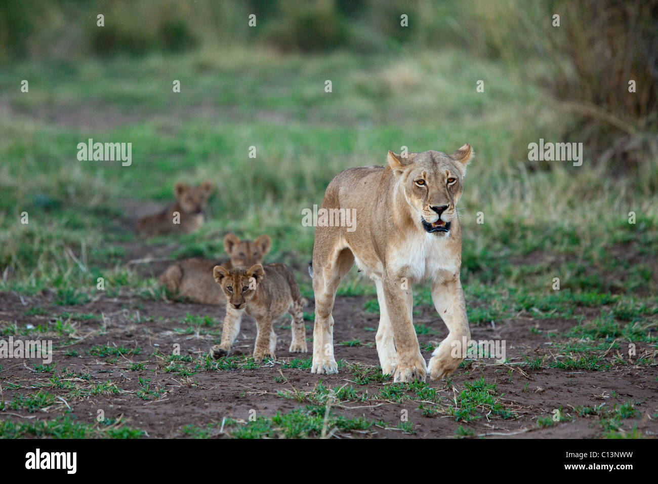 Lionne avec oursons (Panthera leo). Banque D'Images