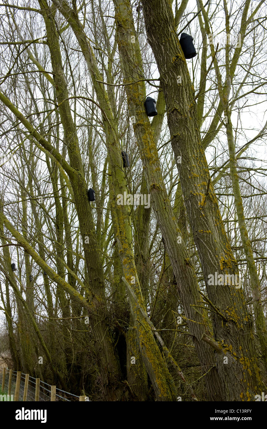 Pour chauves in situ dans les saules le long du bord d'une ancienne carrière de gravier. Banque D'Images