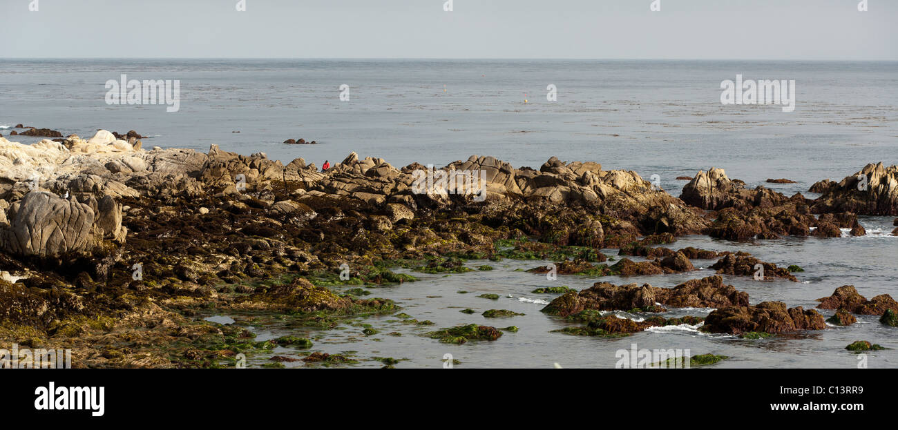 Personne explorer flaques le long du littoral rocheux de la baie de Monterey à Pacific Grove, Californie Banque D'Images