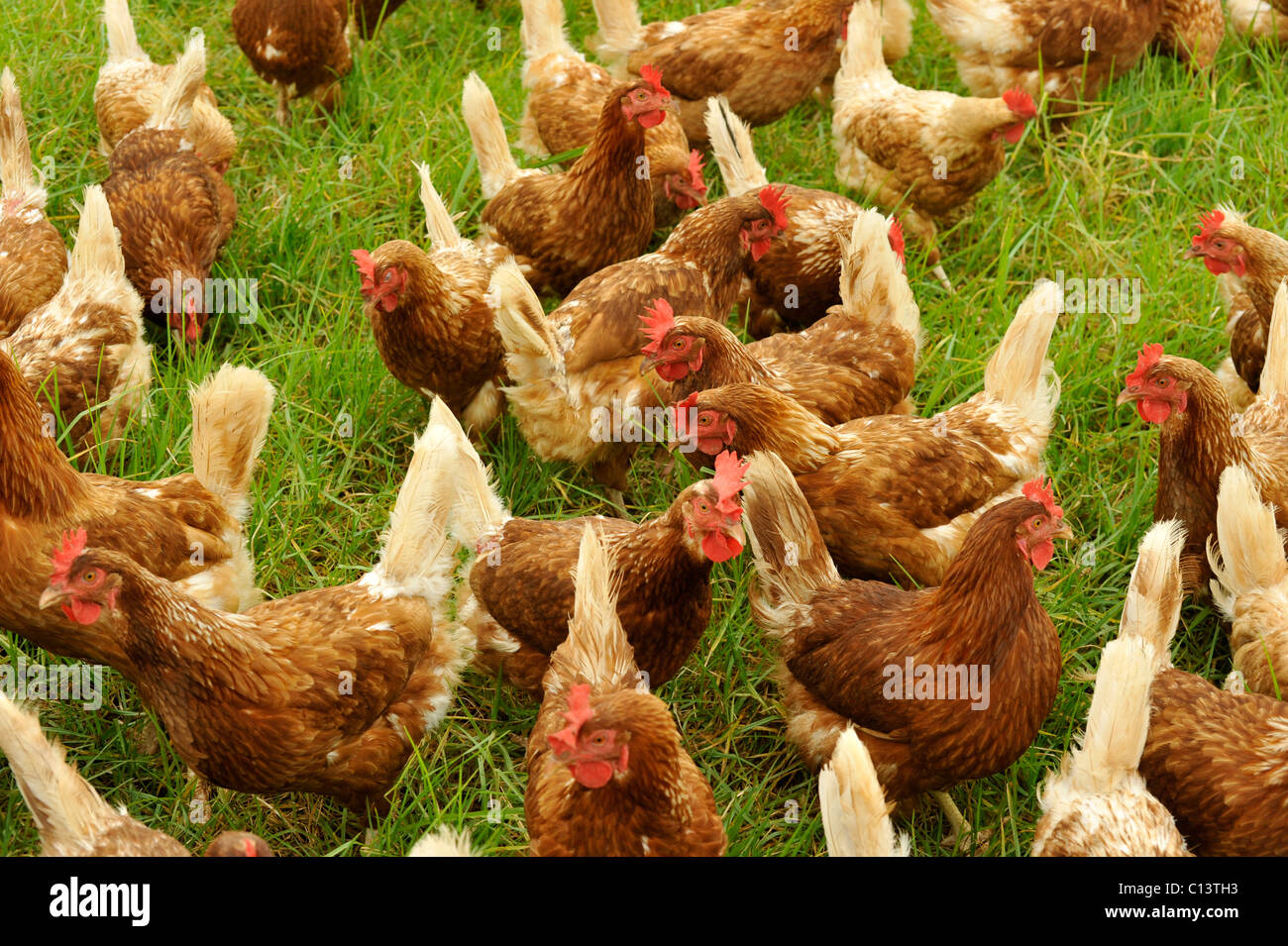 Les poules en liberté Banque D'Images