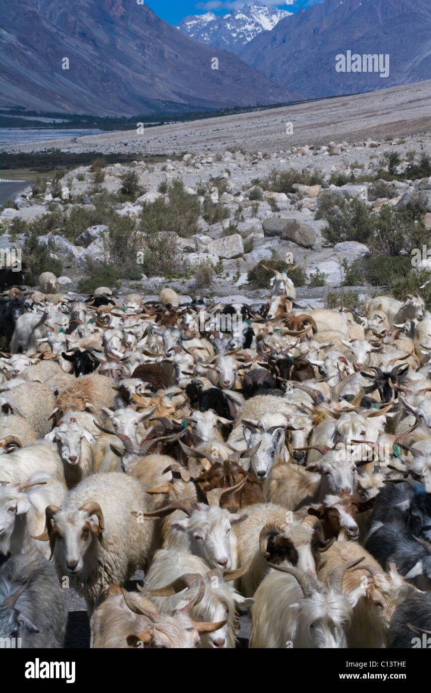 Troupeaux de moutons dans le Karakoram, Nubra, Ladakh, Inde Banque D'Images