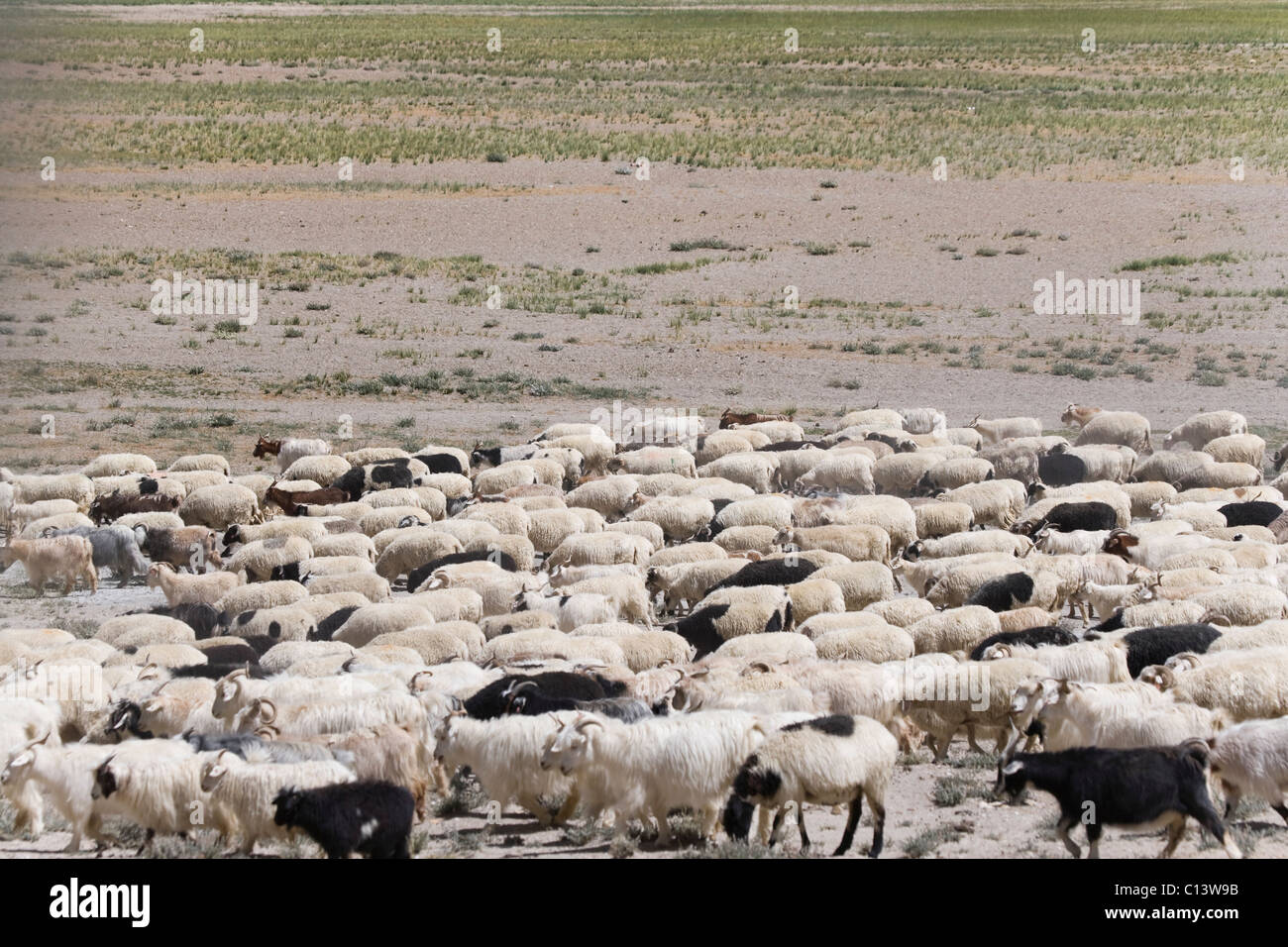 Troupeaux de moutons dans l'Himalaya, le Ladakh, Inde Banque D'Images