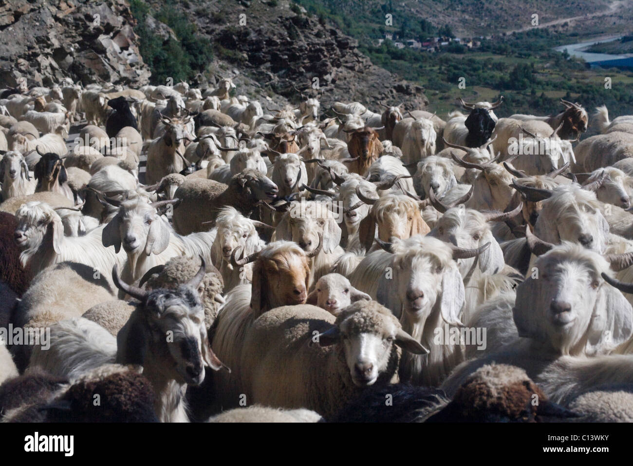 Troupeaux de moutons dans l'Himalaya, l'Inde Banque D'Images