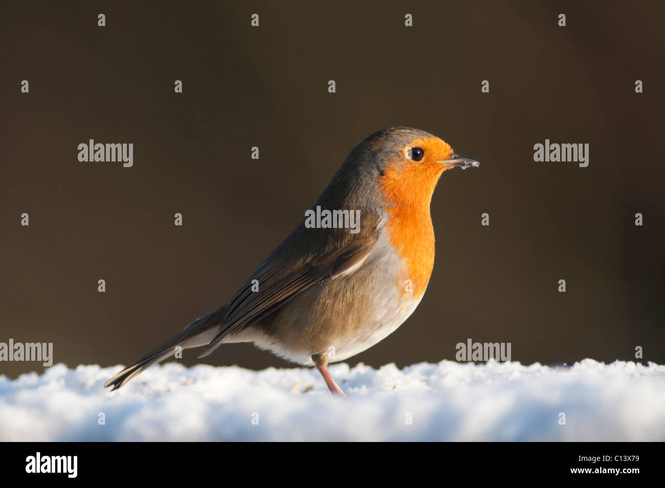 Robin dans la neige de l'hiver (Erithacus rubecula aux abords) au Royaume-Uni Banque D'Images