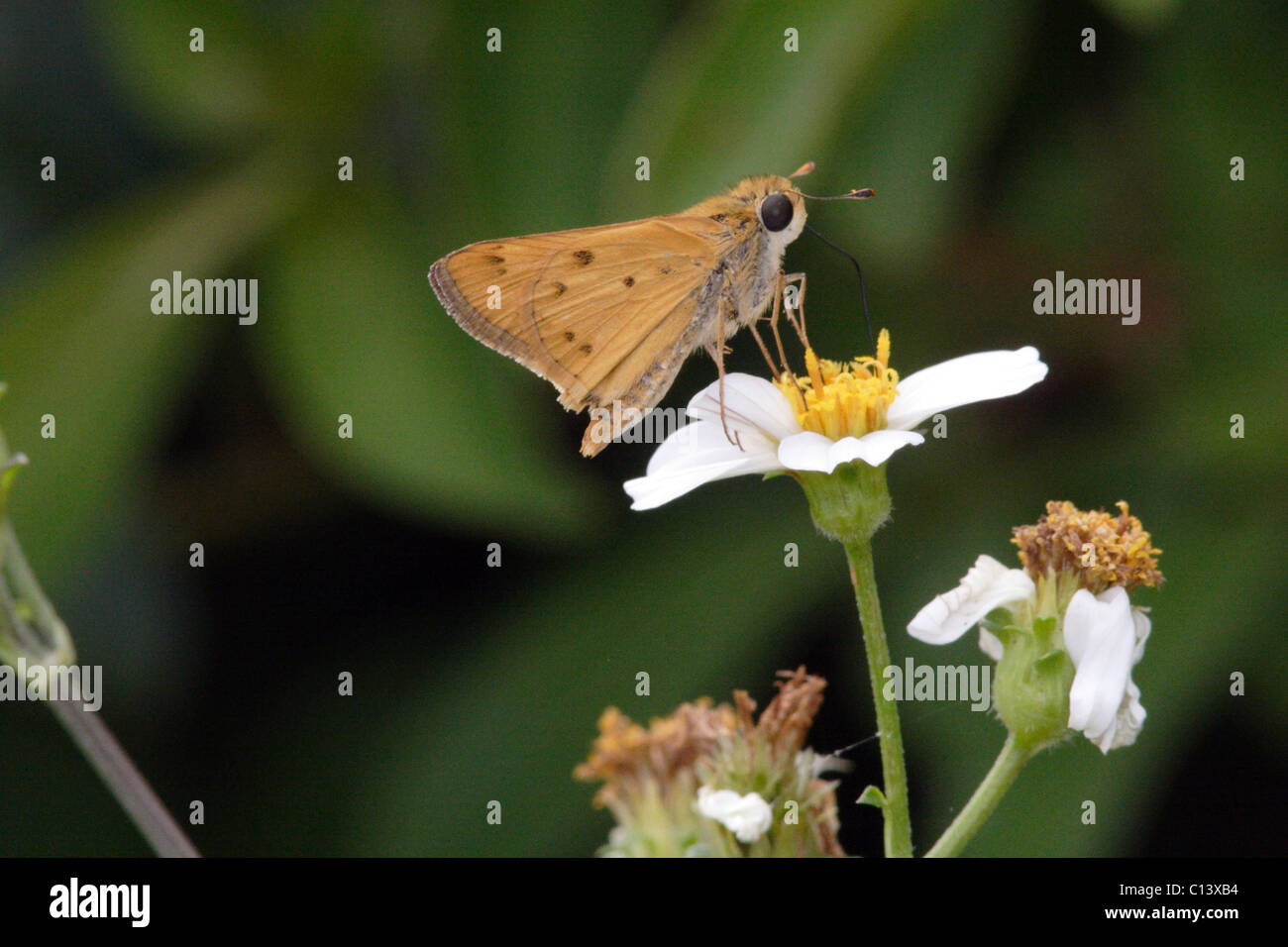 Papillon hylephila phyleus Fiery Skipper Banque D'Images