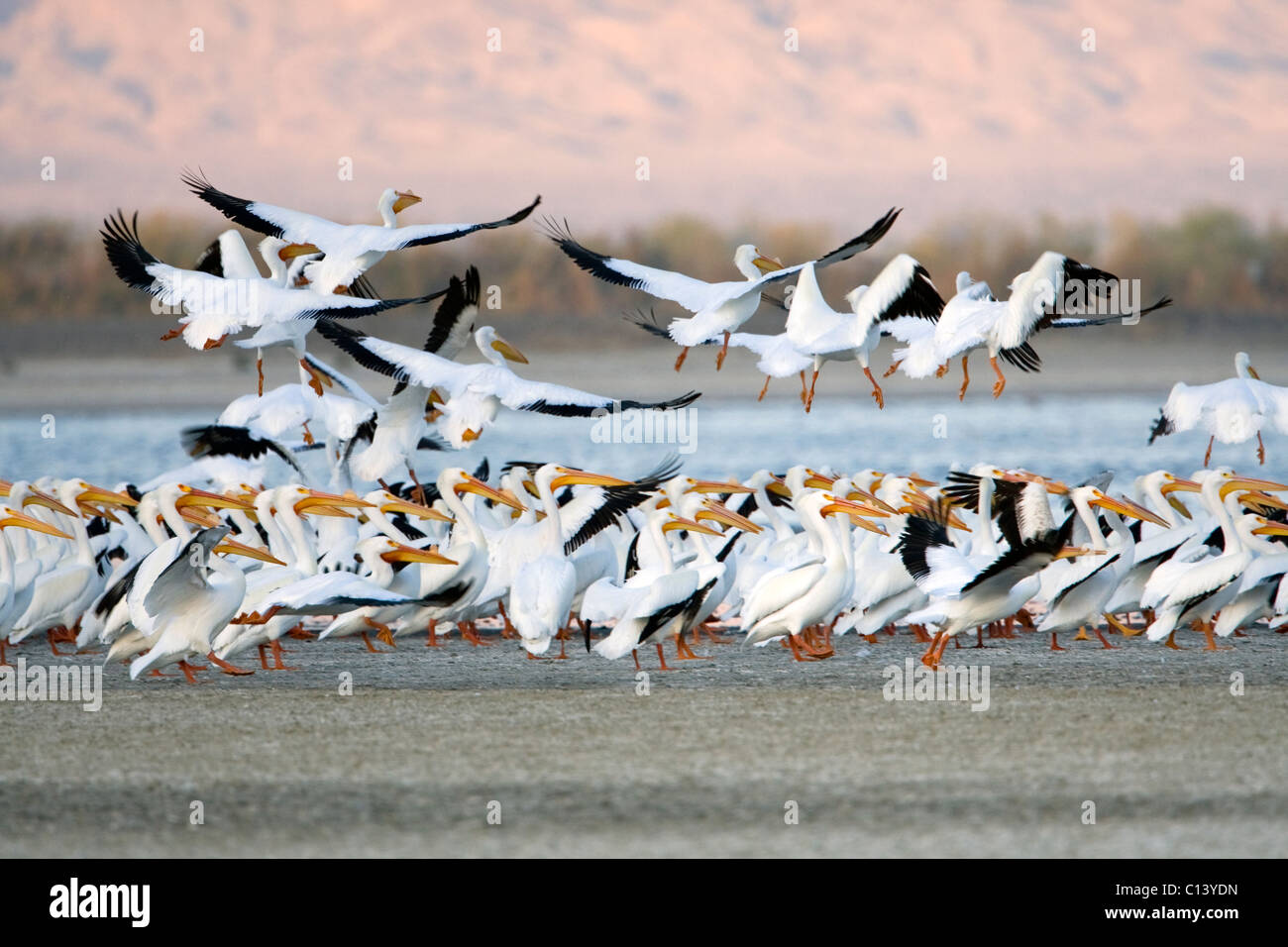 Pélicans blancs (Pelecanus erythrorhynchos) sur la mer de Salton, la Californie. Banque D'Images