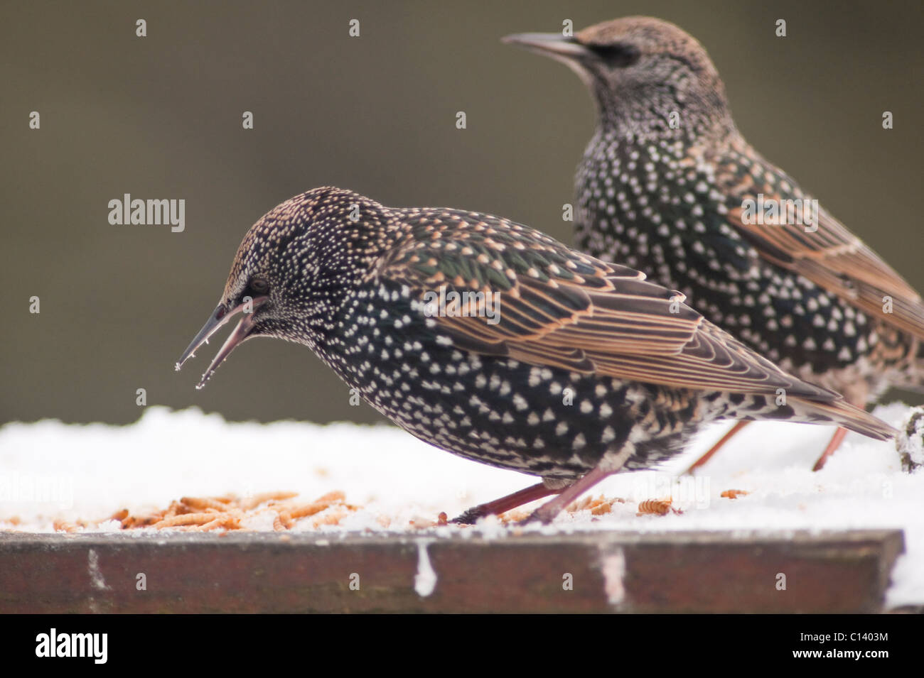 Une paire d'étourneaux (Sturnus vulgaris) se nourrissent d'une table d'oiseaux couverts de neige dans un jardin Banque D'Images