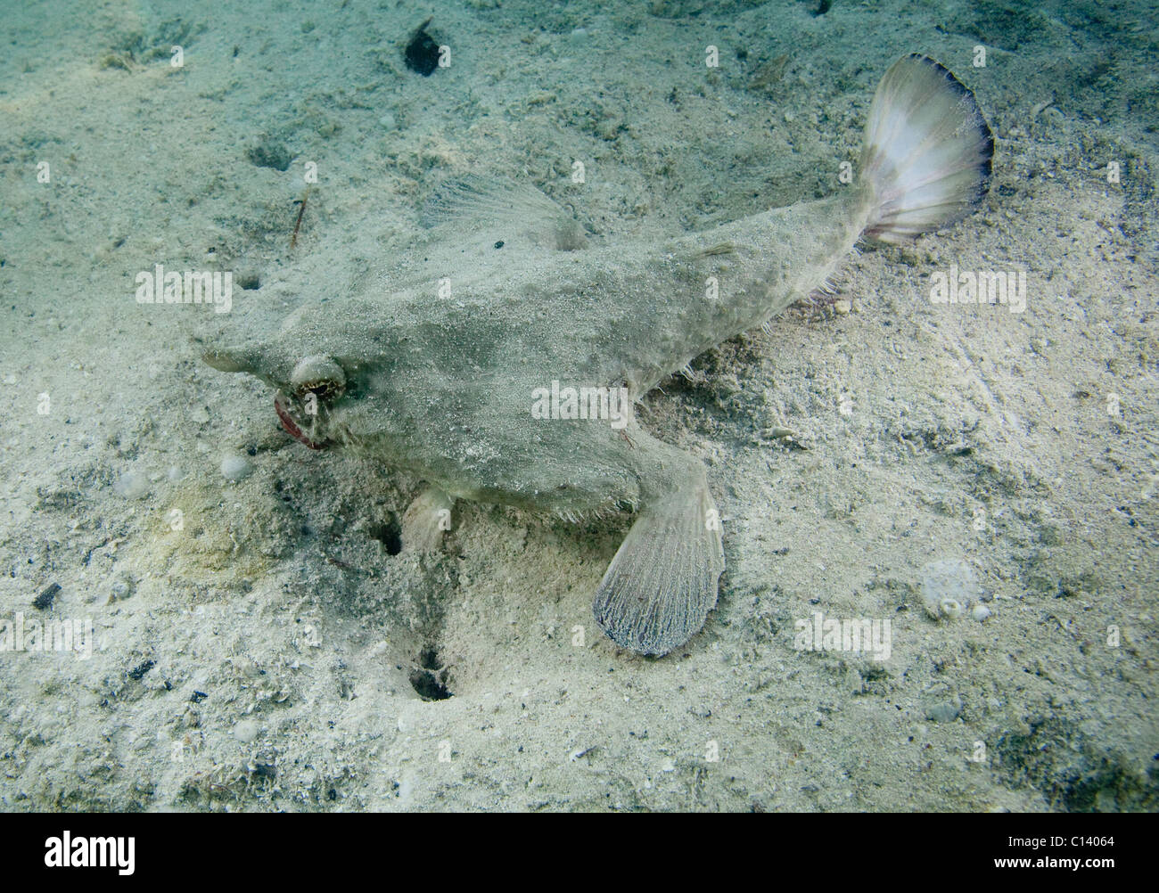 Un platax à museau court (Ogcocephalus nasutus) trys pour se fondre dans le sable au Belize. Banque D'Images