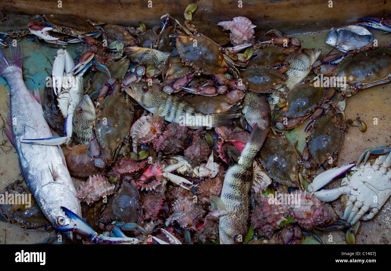 Prises de la journée d'un pêcheur de crabe dans Kino Bay, au Mexique. Banque D'Images