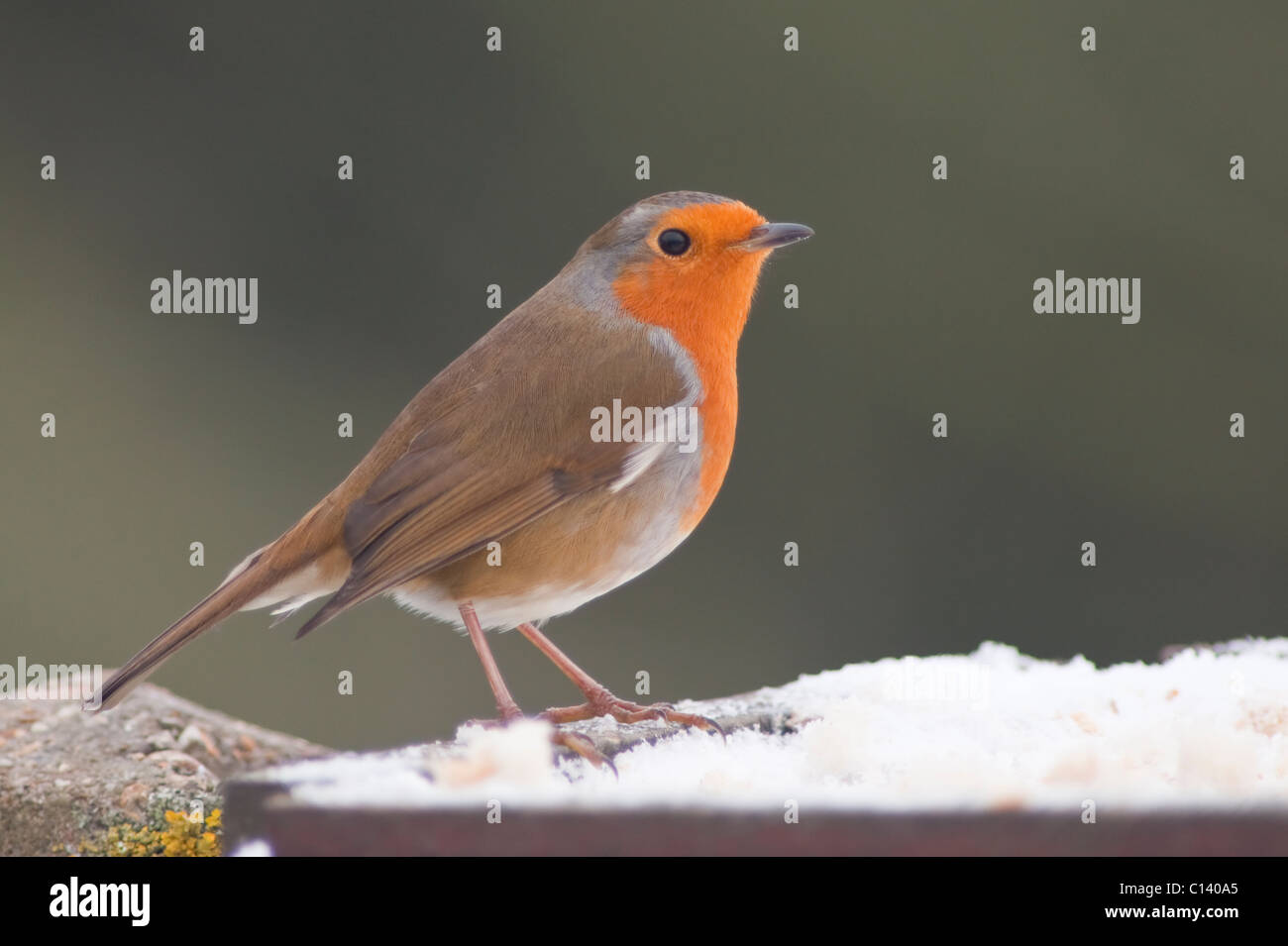 Un Robin (Erithacus rubecula aux abords) qui se nourrit d'une table d'oiseaux couverts de neige dans un jardin Banque D'Images