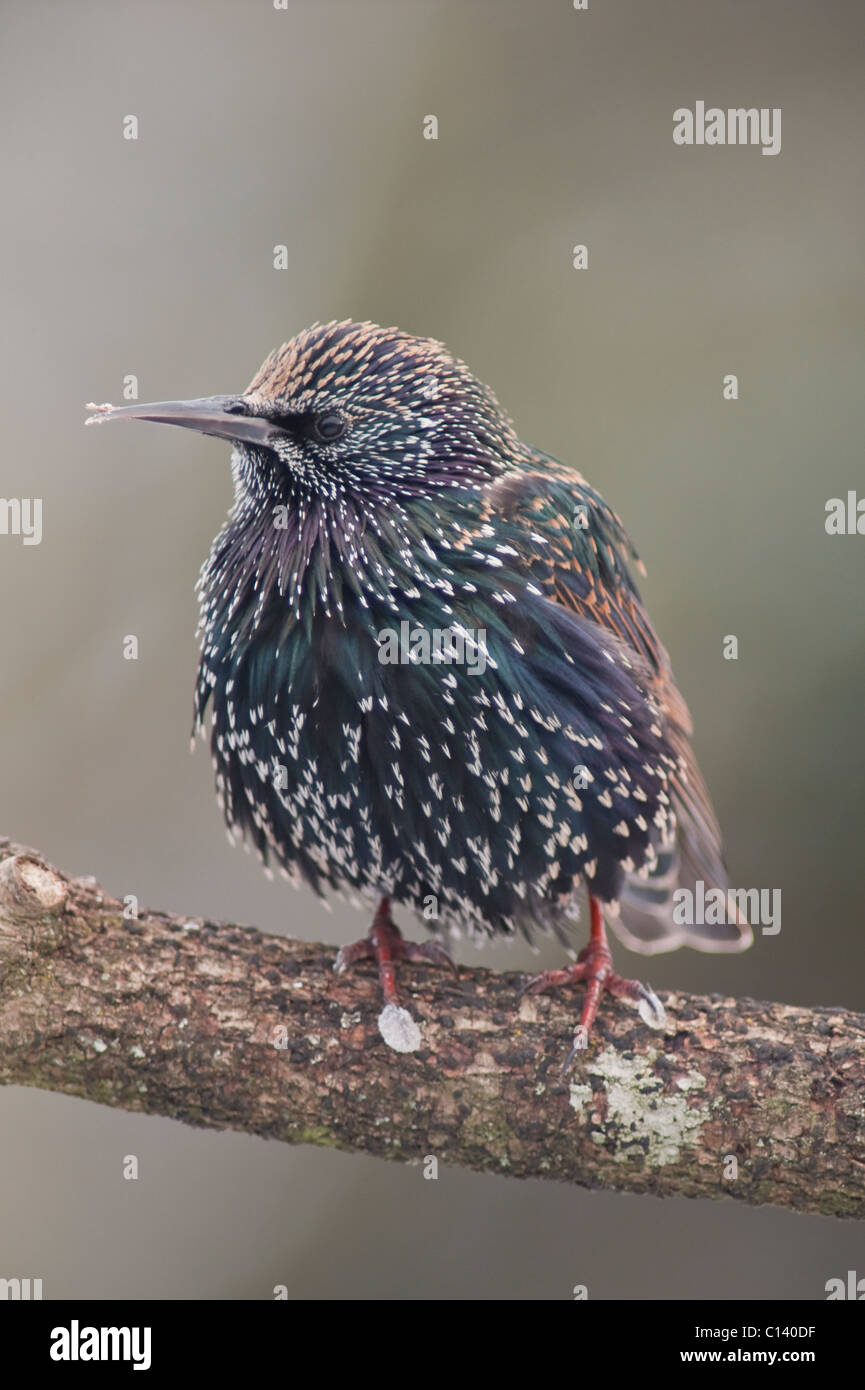 Un Étourneau sansonnet (Sturnus vulgaris) montrant clairement un bec déformé sur une branche dans un jardin Banque D'Images