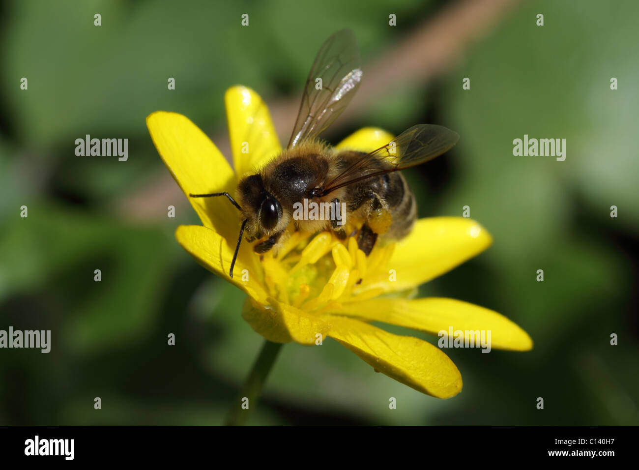 La collecte du pollen d'abeilles travailleur sur fleur jaune Banque D'Images