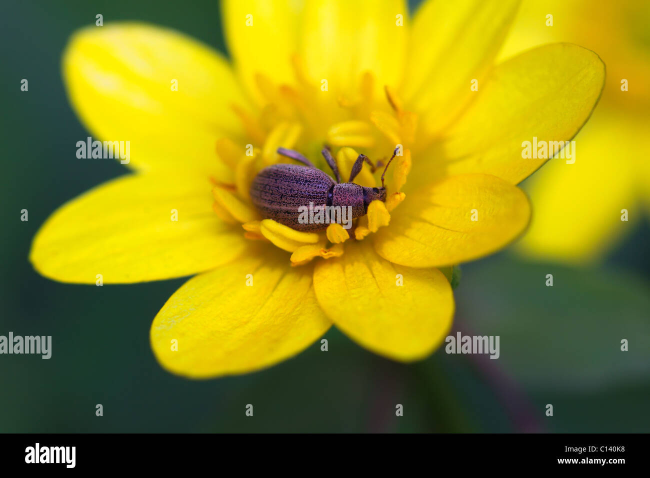 Charançon insecte - couché sur fleur jaune Banque D'Images