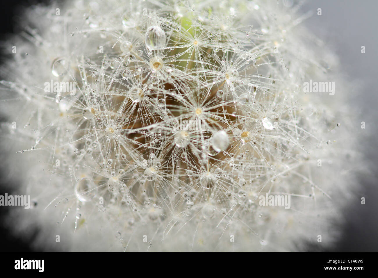 Graines de pissenlit avec gouttes d'eau, macro Banque D'Images