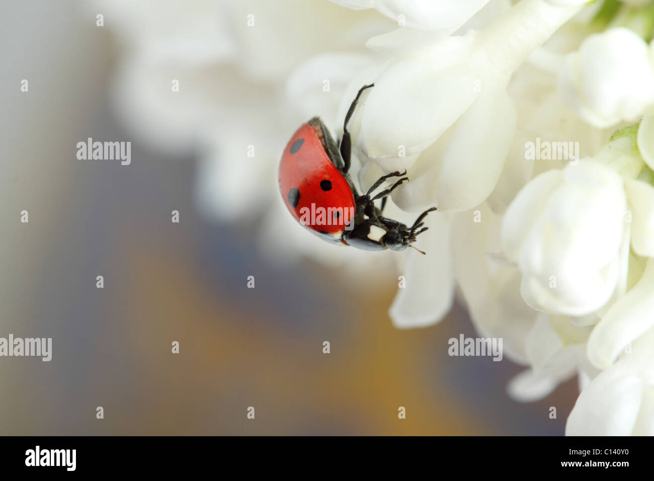 Coccinelle sur les fleurs de lilas blanc Banque D'Images