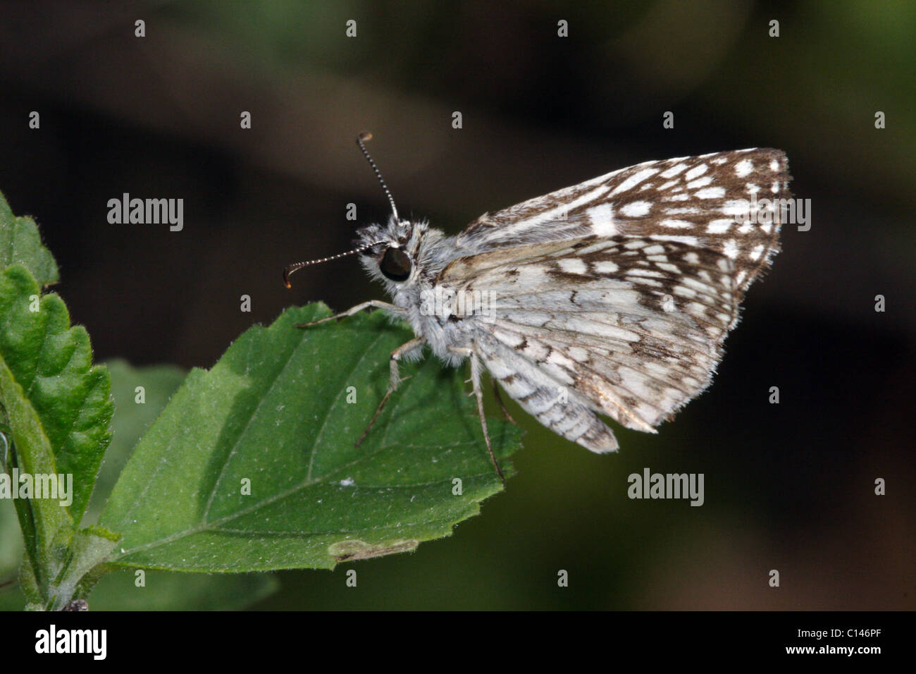 Checkered-Skipper Pyrgus oileus Papillon Tropical Banque D'Images