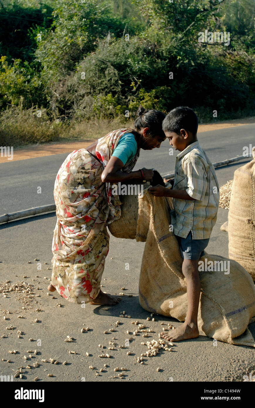 Le séchage de l'ARACHIDE SUR LA ROUTE TAMILNADU Banque D'Images