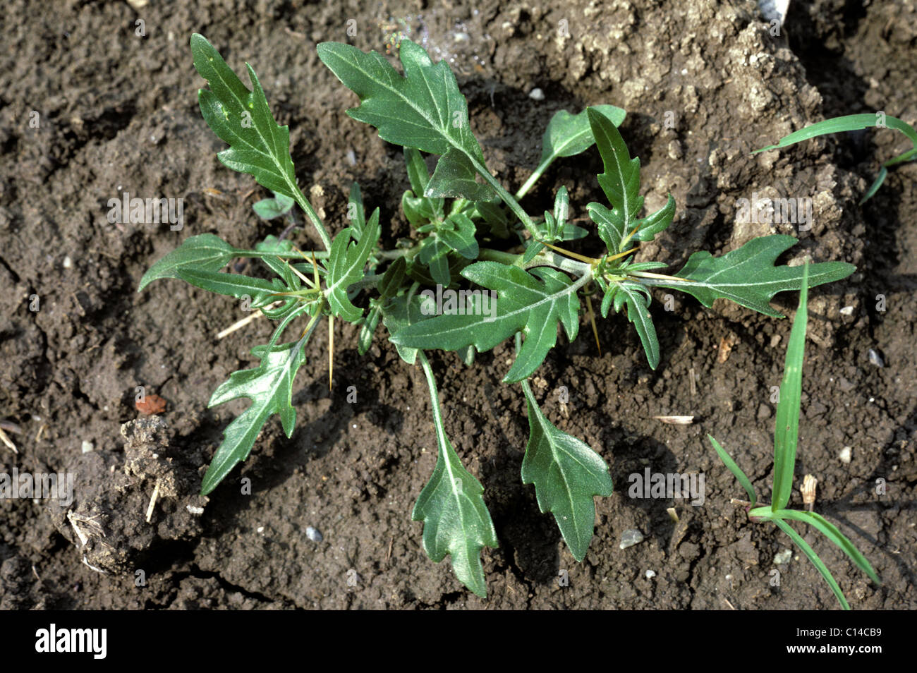 Lampourde épineuse (Xanthium spinosum) young plant Banque D'Images