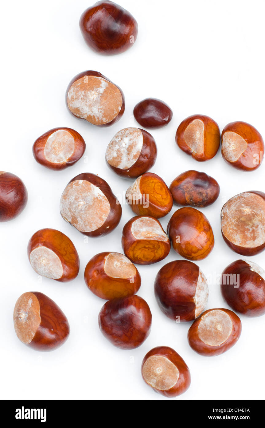 Conkers sur fond blanc. Banque D'Images