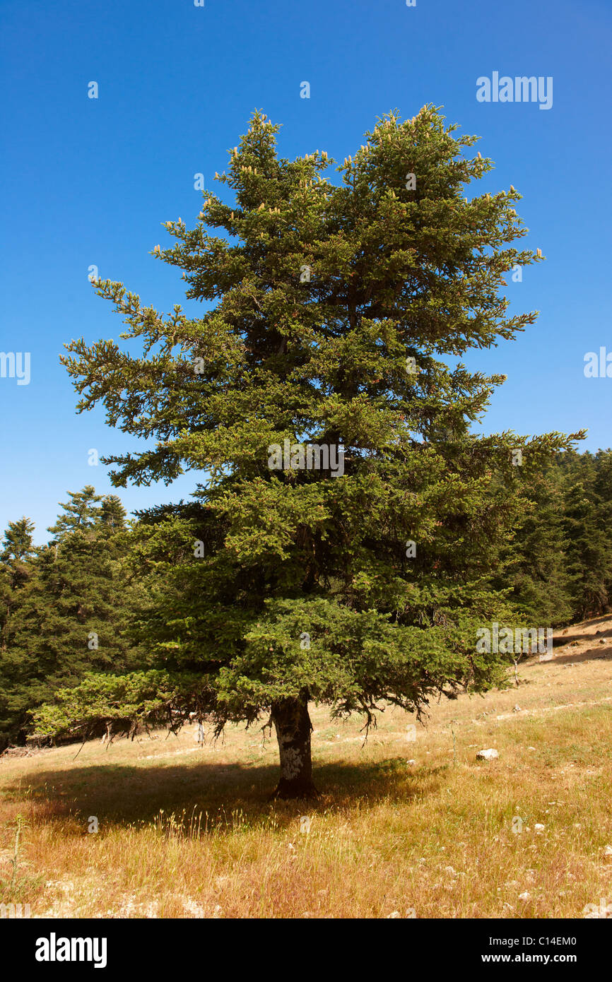 Les pins de Céphalonie protégée du Mont Ainos, Kefalonia, îles Ioniennes, Grèce. Banque D'Images