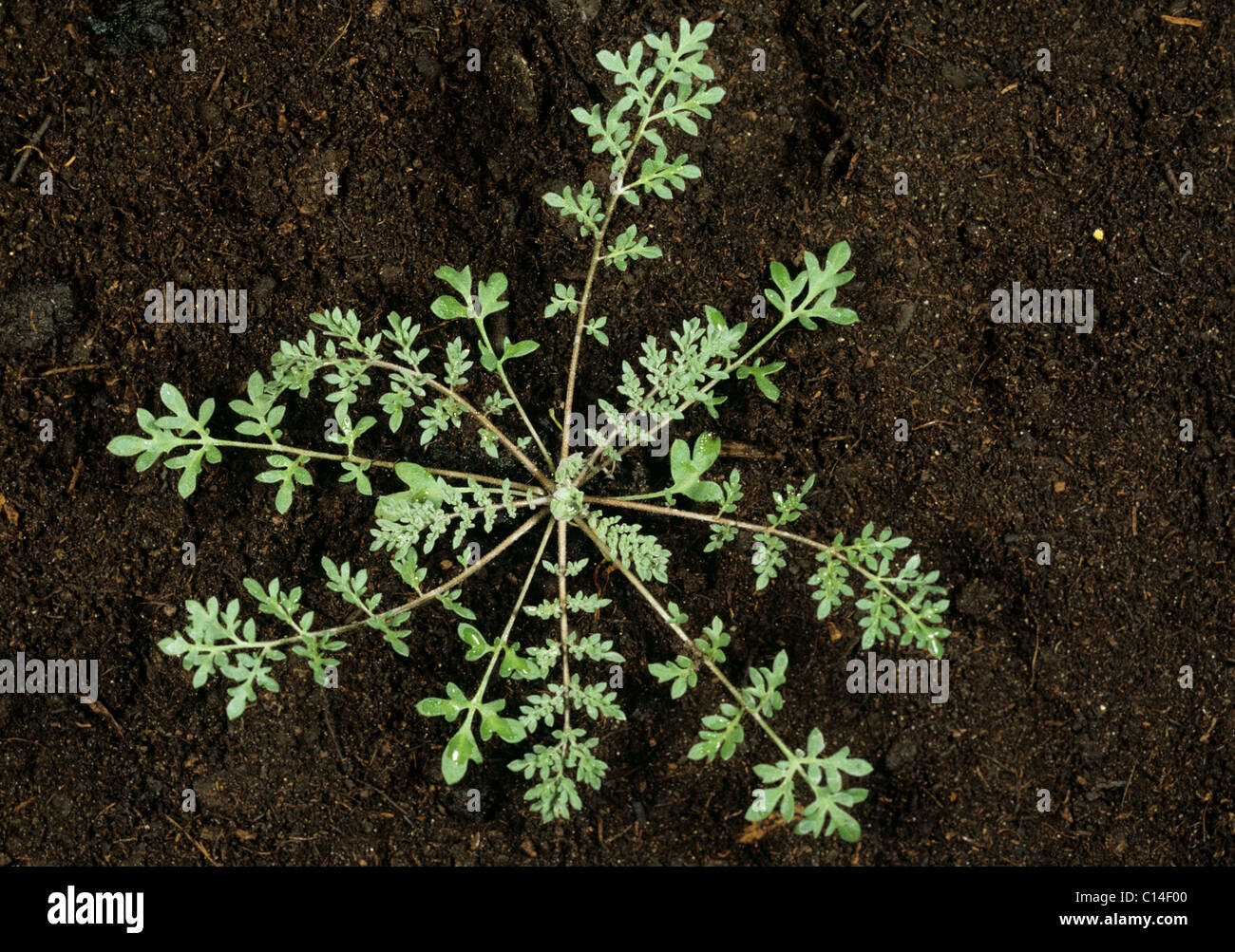 (-Chirurgiens Descurainia sophia) jeune plant rosette Banque D'Images