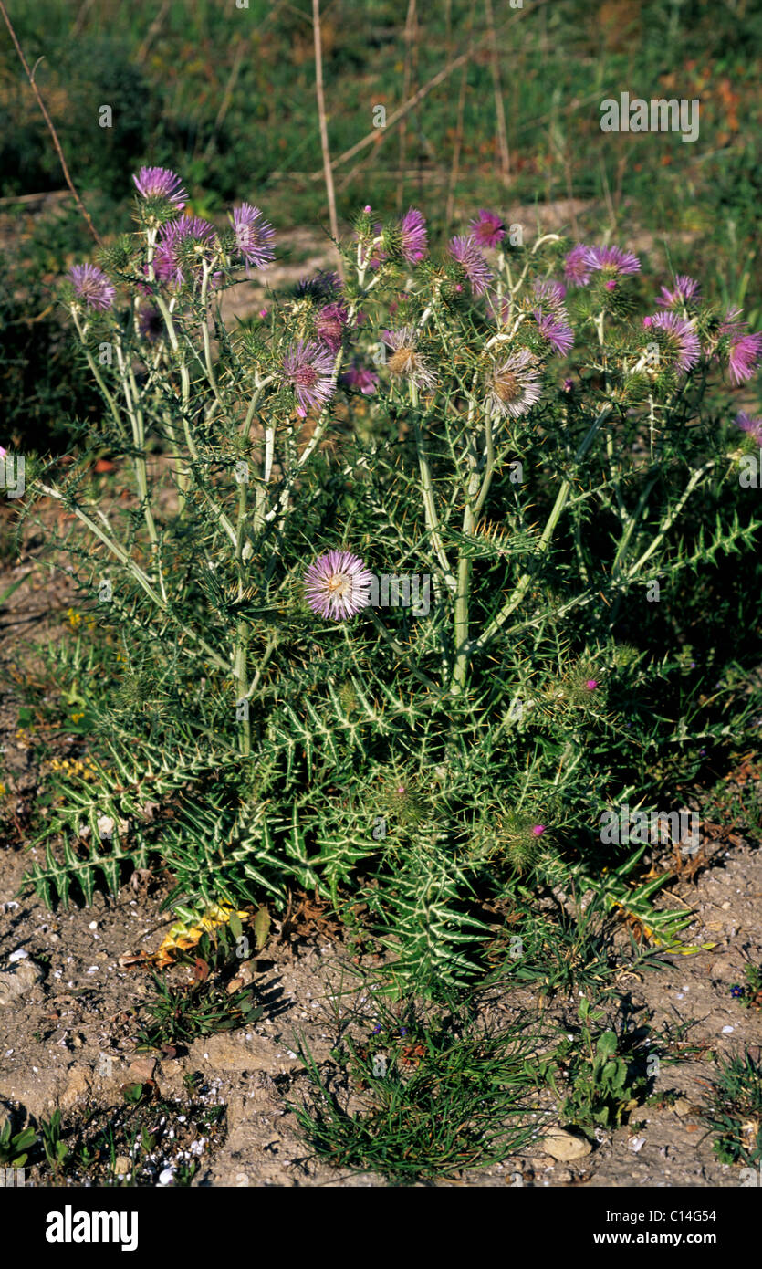 Galactites tomentosa, une floraison et l'ensemencement sur wasteground chardon Banque D'Images