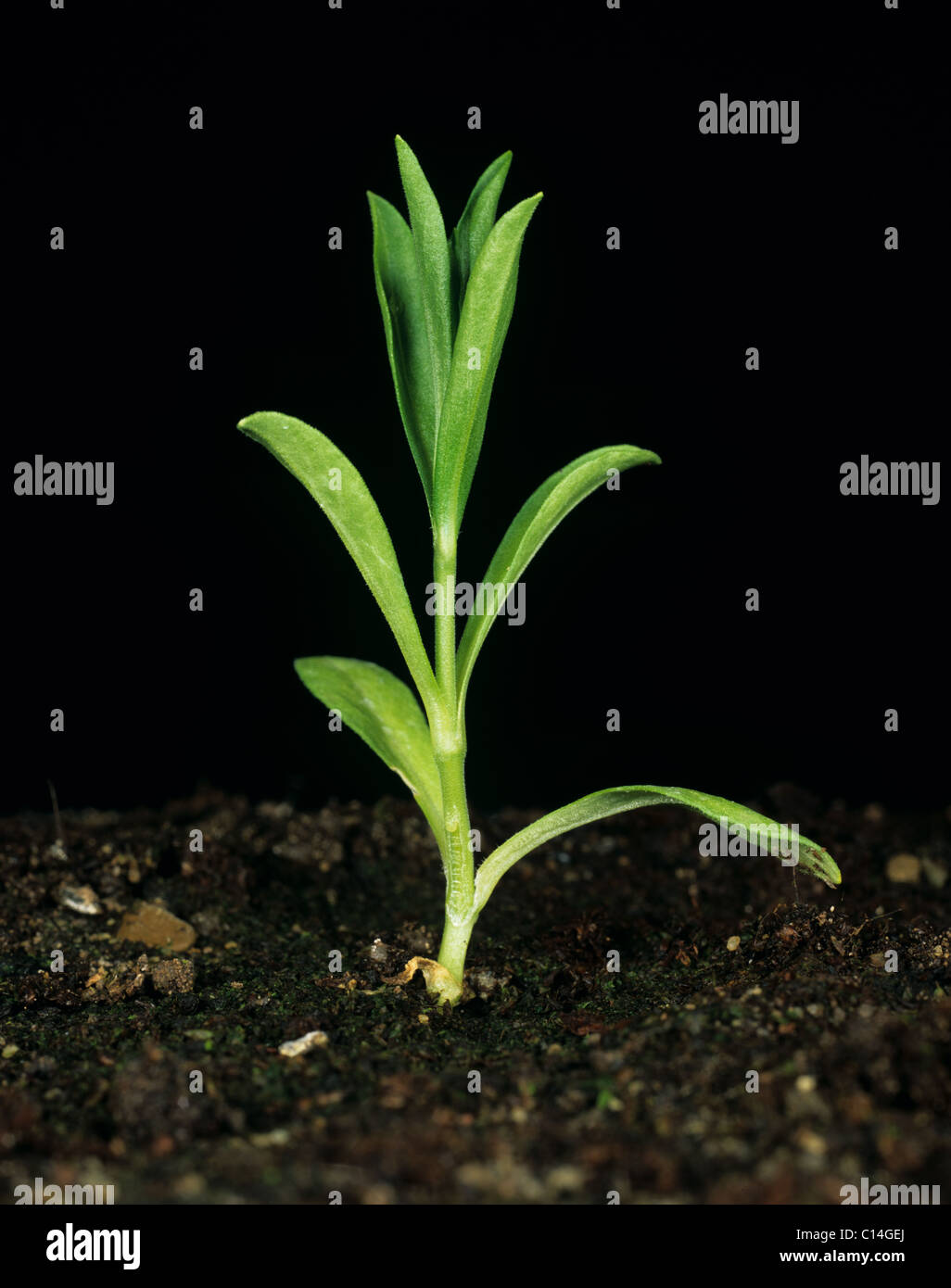 Flaxfield Scouler (Silene linicola) plantwith jeunes plusieurs vraies feuilles Banque D'Images