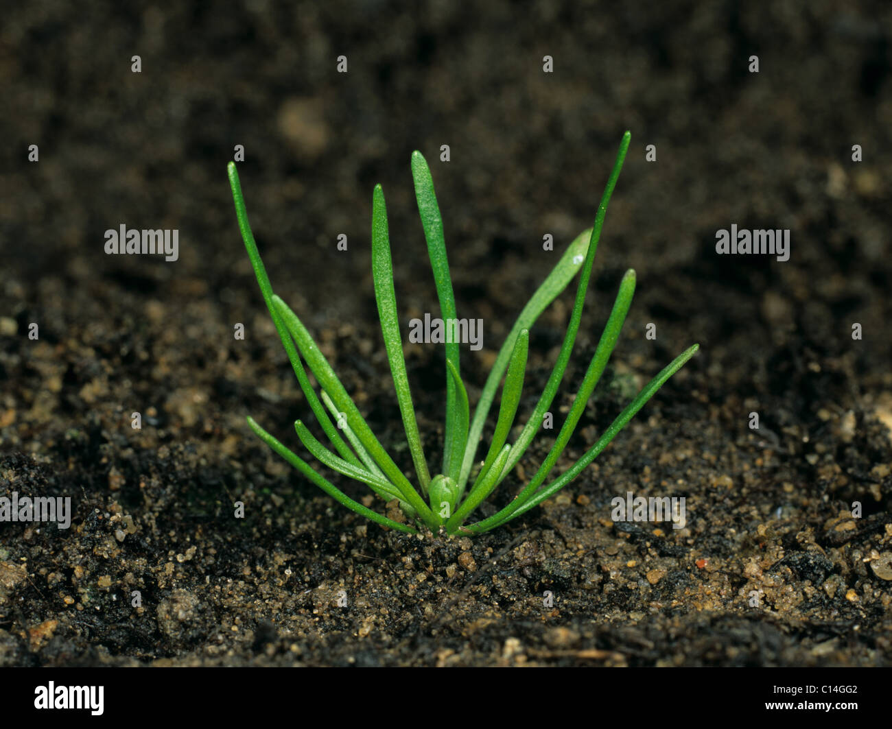 Ratoncule naine (Myosurus minimus) young plant Banque D'Images