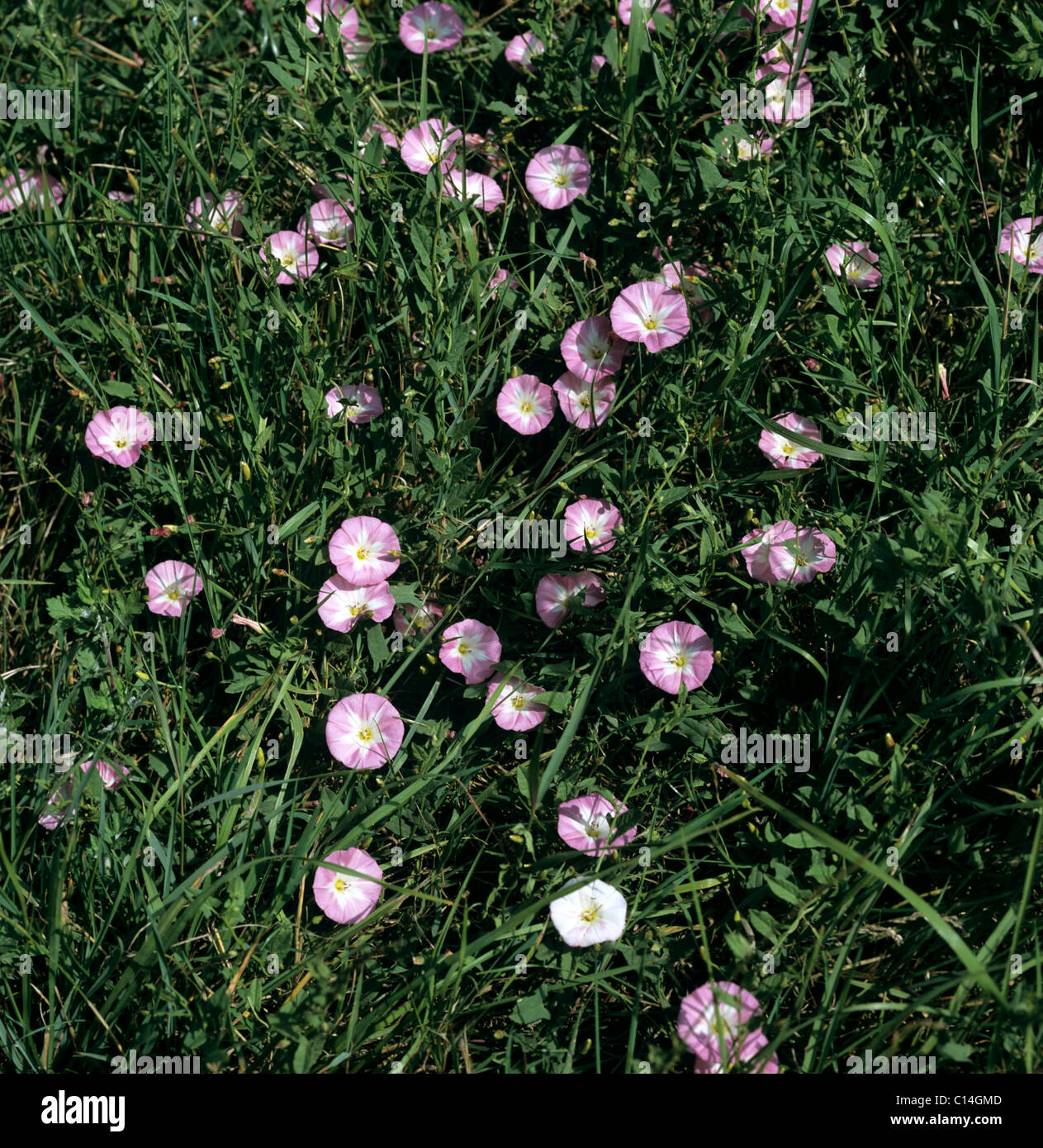 Le liseron des champs (Convolvulus arvensis) floraison des plantes dans les prairies Banque D'Images