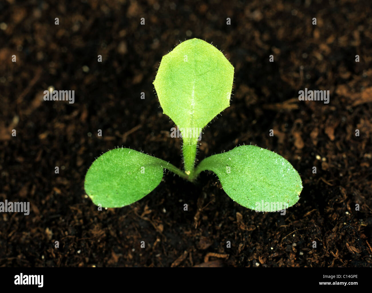 Grande la laitue (Lactuca virosa) avec une vraie feuille formant Banque D'Images