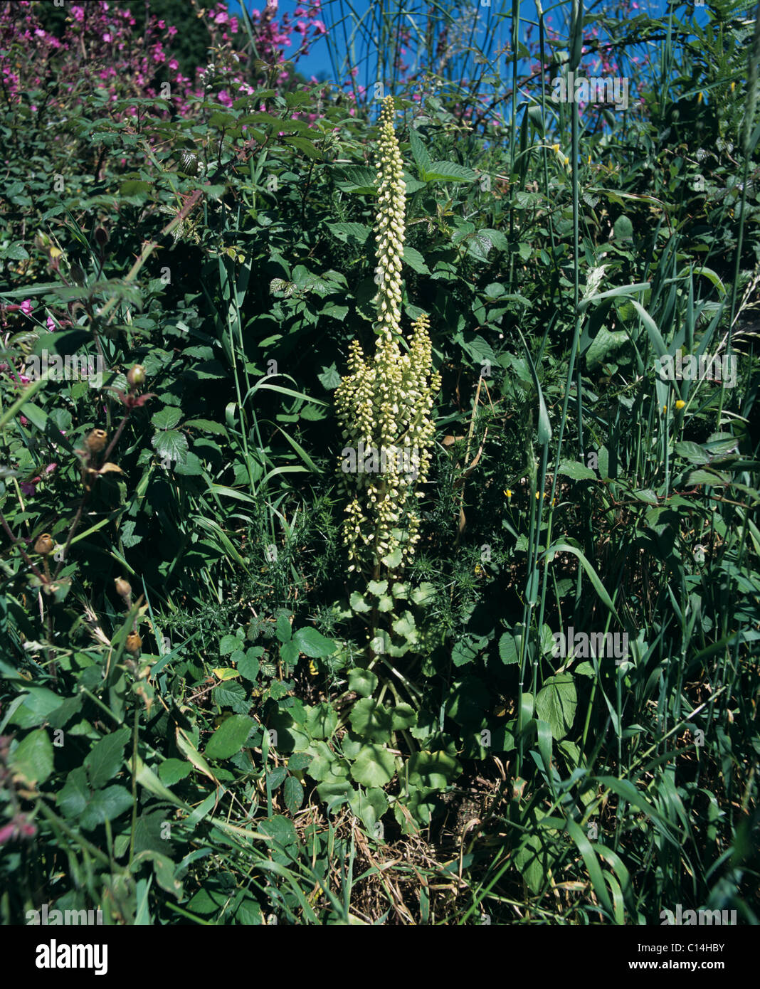 Wall ombelle (ombilic rupestris) et d'autres plantes à floraison printanière banque Devon Banque D'Images