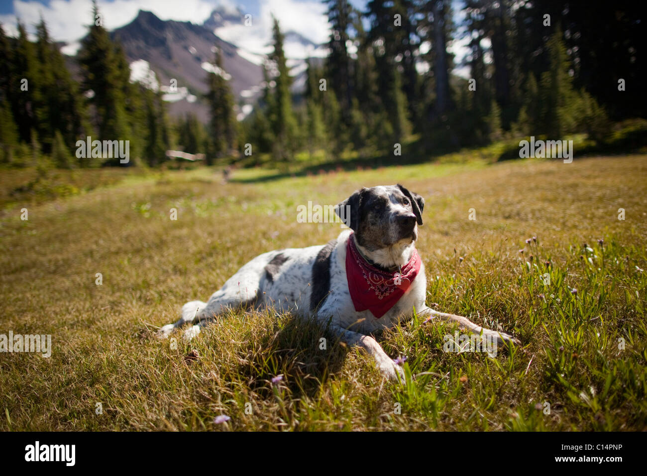 Un chien se repose après une randonnée à Jefferson Park dans le Nord Oregon Cascades en septembre 2010. Mt. Jefferson est représentée dans le bac Banque D'Images