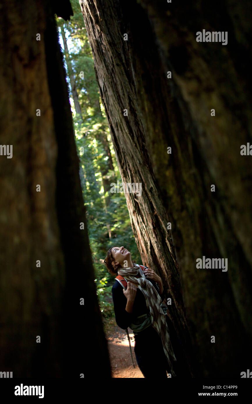 Une jeune femme regarde côte imposants séquoias (Sequoia sempervirens) à Prairie Creek Redwoods State Park dans le comté de Humboldt Banque D'Images