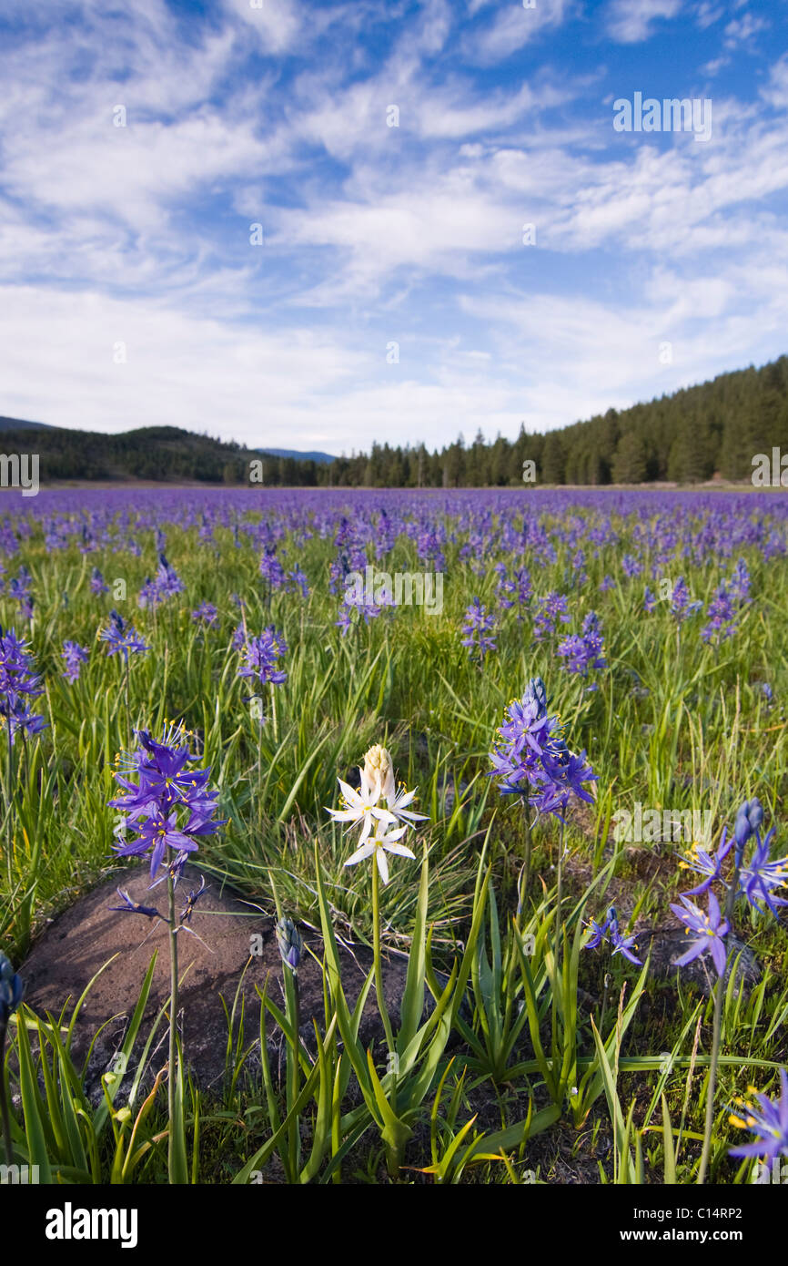 Une seule fleur de lys blanc Camas dans un champ de fleurs violettes à Sagehen Meadows près de Truckee en Californie Banque D'Images