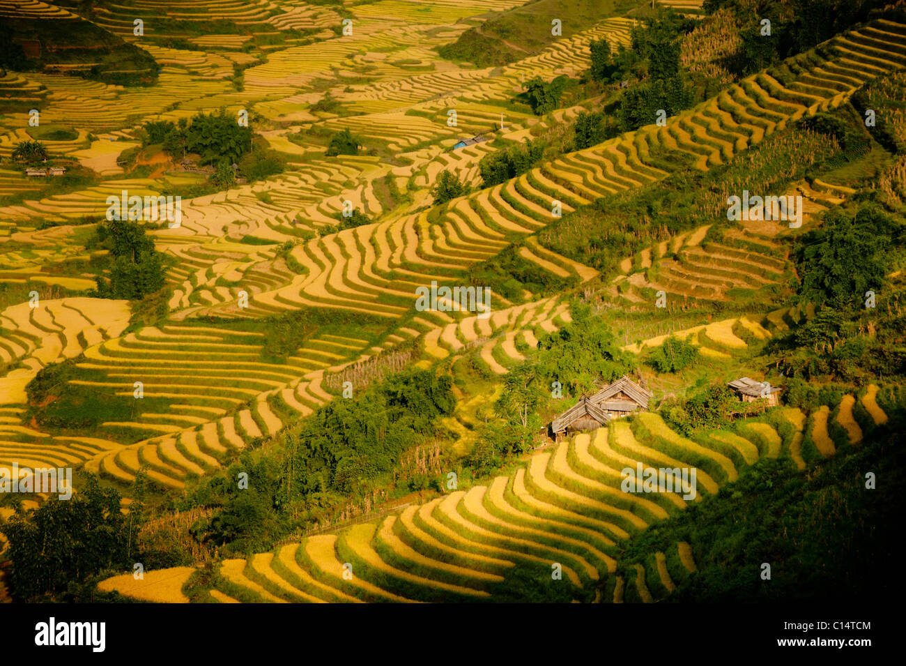 Les rizières et les montagnes dans la brume et les nuages. Sapa, Vietnam, Asie. Banque D'Images