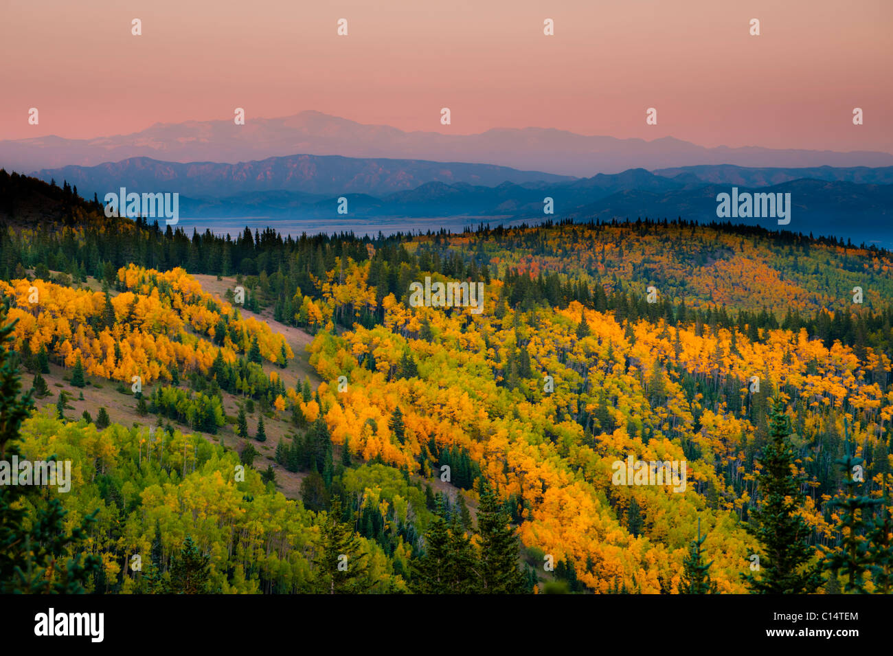 Tremble arbres et montagnes. Westcliffe, Colorado. Banque D'Images