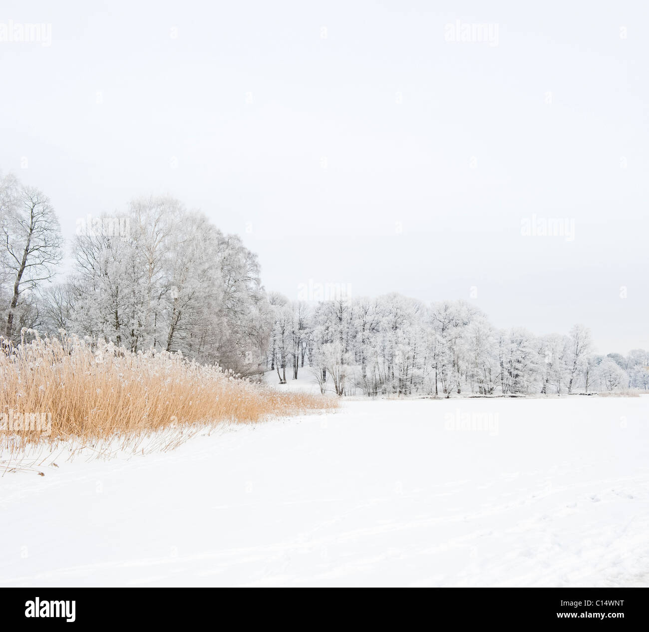 Lac gelé et paysage d'hiver, Suède Banque D'Images