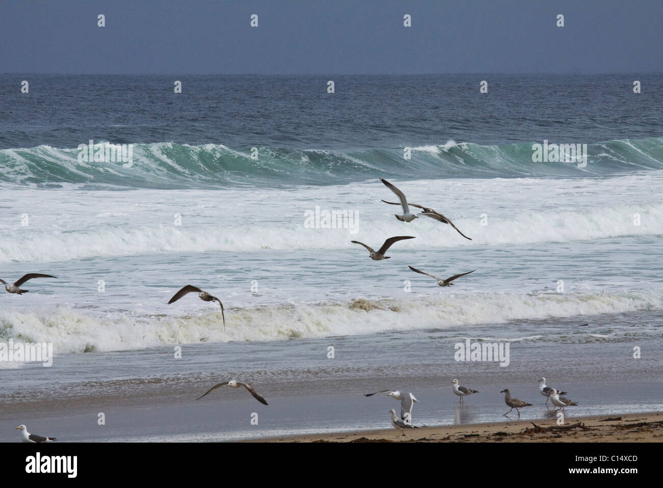 Mouettes dans les vagues et dans l'air, Monterey Bay, le Centre de la Californie, USA Banque D'Images