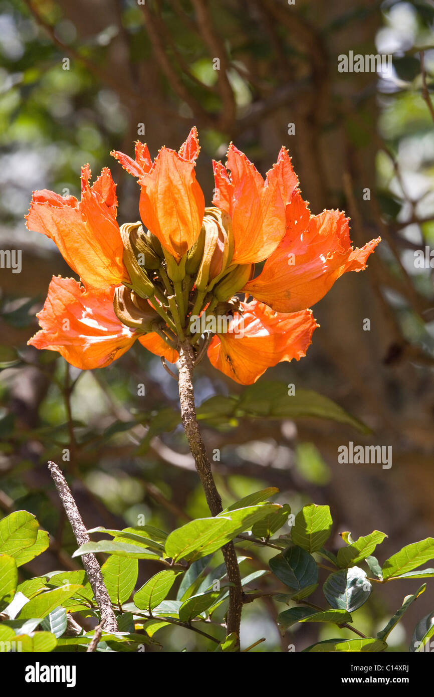 African Tulip Tree, commun dans les îles Hawaï Banque D'Images