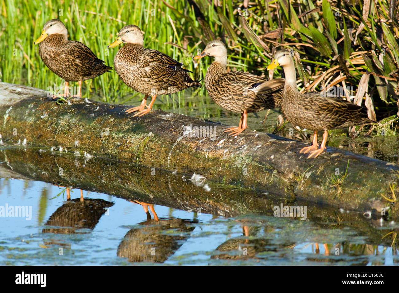 Canards tacheté alignés sur un journal - Green Cay Wetlands - Delray Beach, Floride, USA Banque D'Images