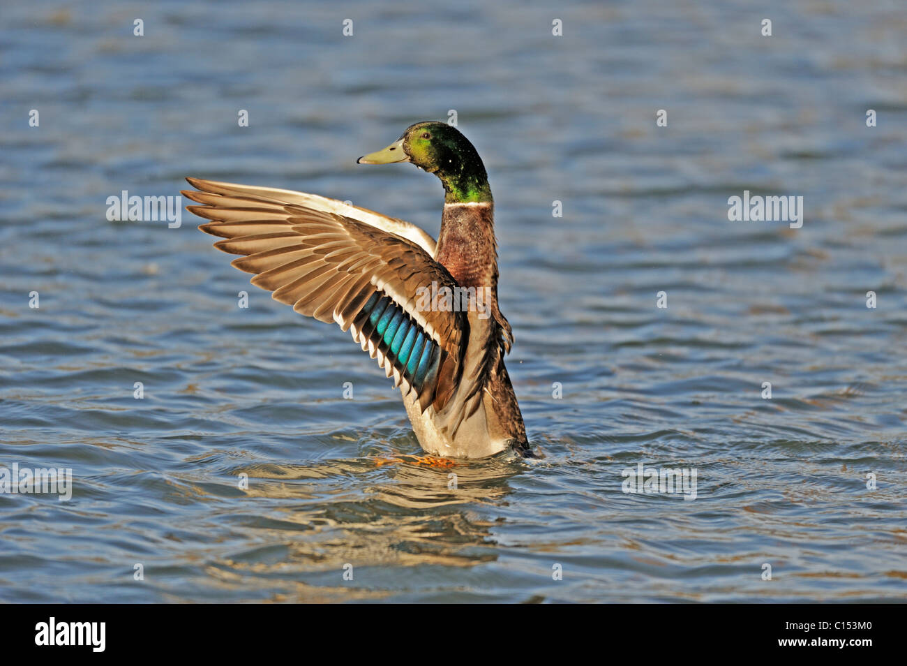 Drake mallard (Anas platyrhynchos )dans l'eau des ailes Banque D'Images