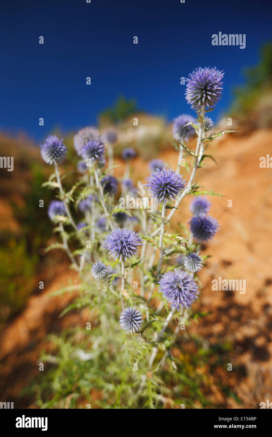 Globe Thistle Banque D'Images