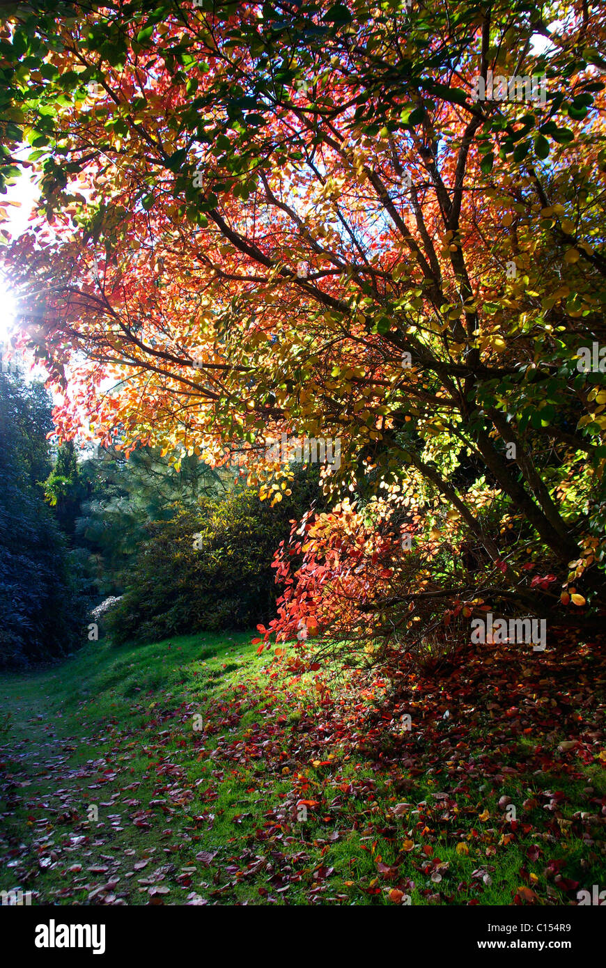 Les arbres aux couleurs automnales Banque D'Images