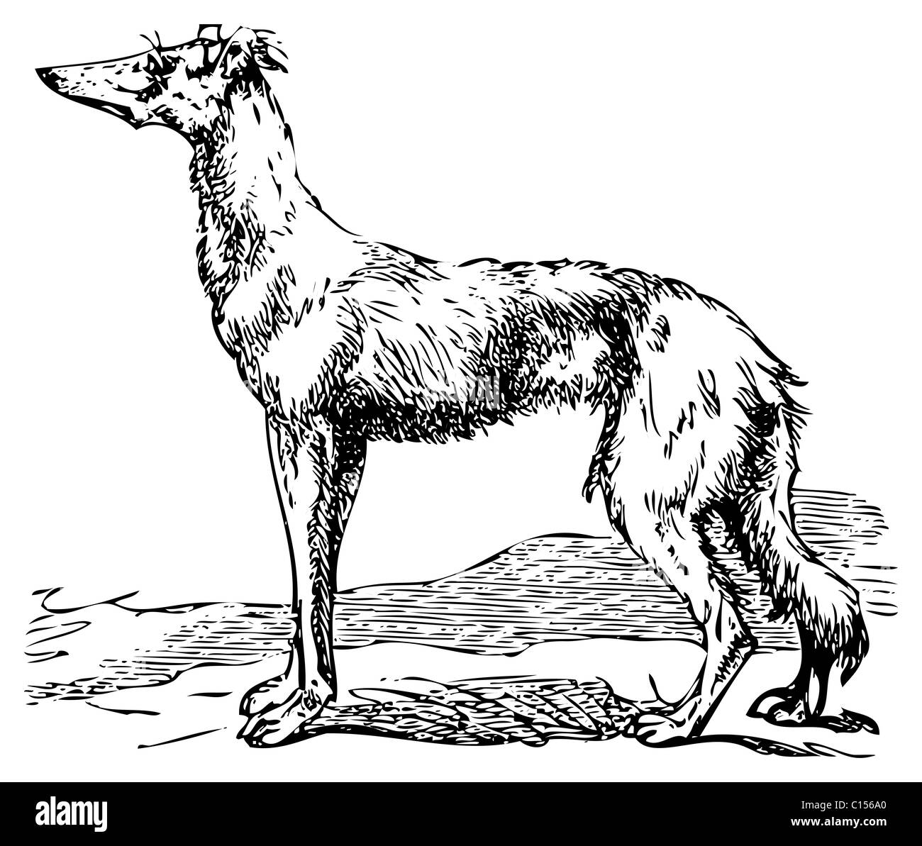 Gravure ancienne d'un Saluki ou chien Barzoï, qui sont la plus ancienne race de chiens de chasse. Banque D'Images