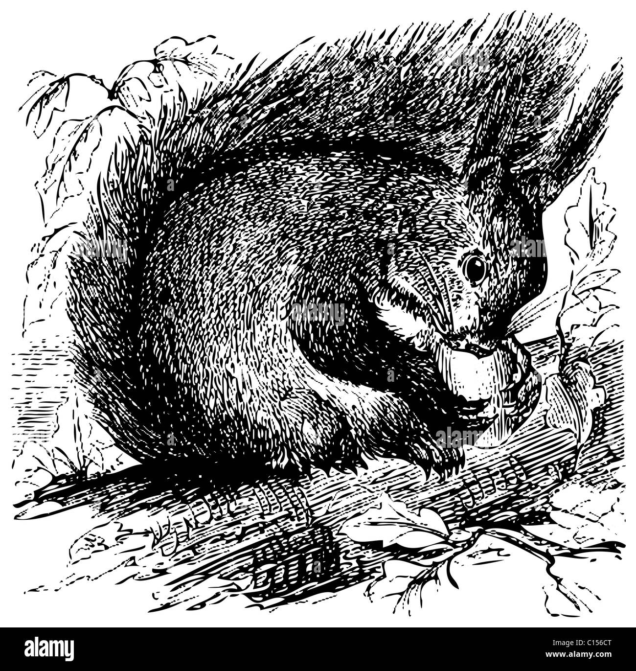 Vieille illustration gravée d'un écureuil roux Sciurus vulgaris, ou à mâcher sur un gland dans la forêt, isolé sur blanc. Banque D'Images