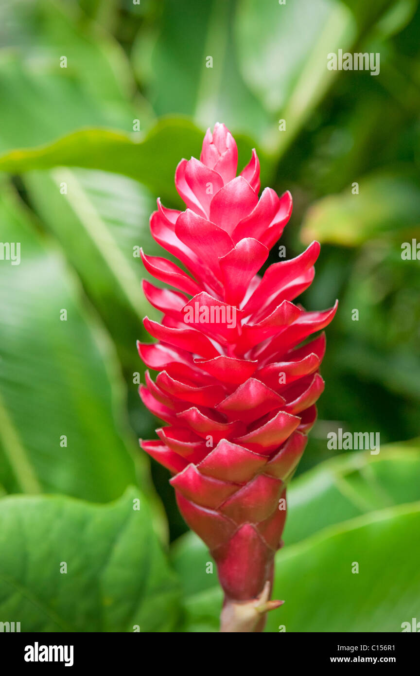 Gingembre rouge fleur dans le jardin tropical, la Jamaïque Banque D'Images