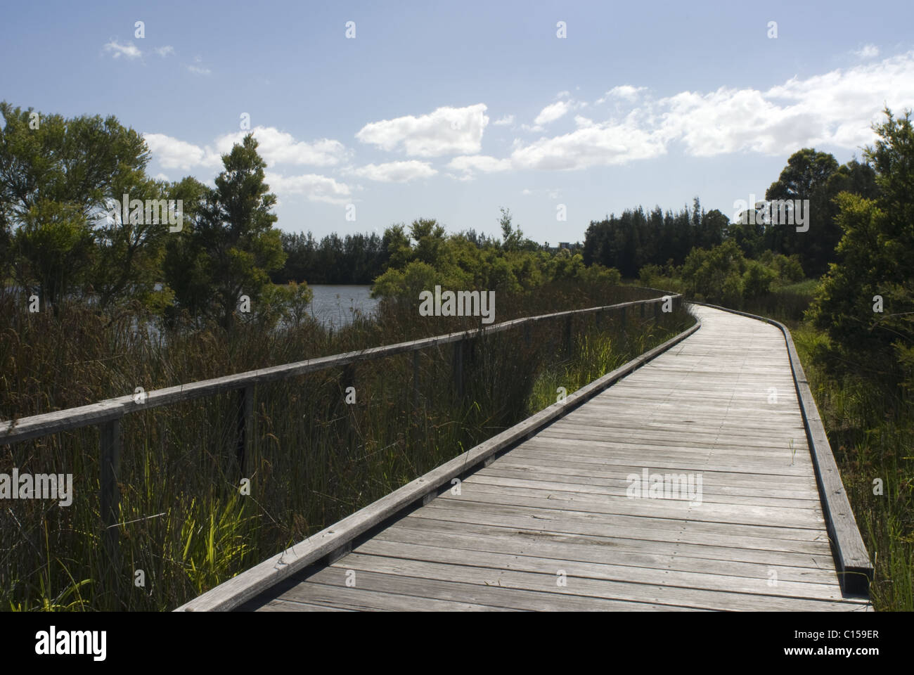 La promenade à travers la mangrove, Bicentennial Park, Homebush, Sydney, NSW, Australie Banque D'Images