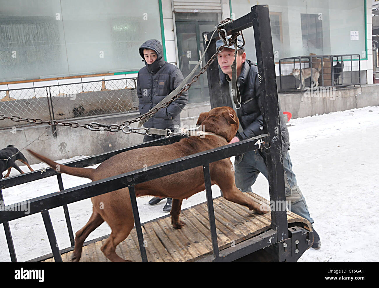 Tapis roulant en levrette une activité inventive propriétaire d'animal de  Harbin, Chine promène son chien sur un tapis roulant. L'homme explique aux  curieux Photo Stock - Alamy