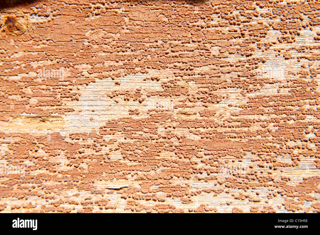 L'écaillage de la peinture orange fond close up Banque D'Images