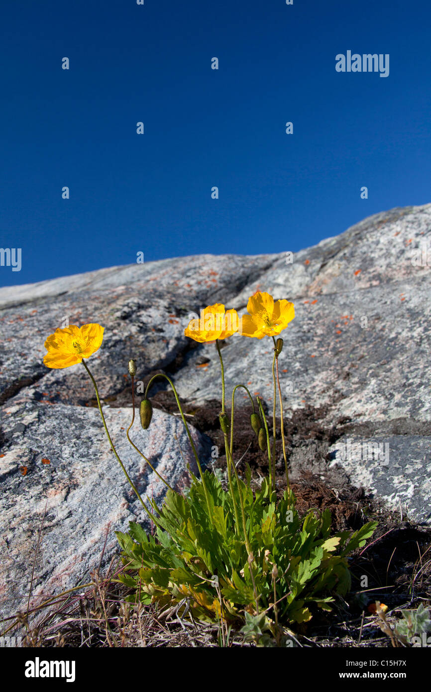 Le pavot arctique (Papaver radicatum), la floraison. La baie de Disko, le Groenland. Banque D'Images